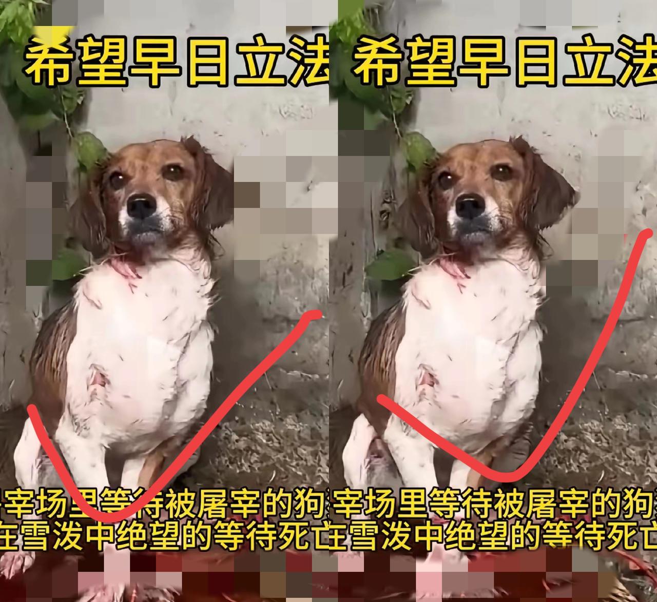 看到屠宰场里那些等待被宰的狗子，真的瞬间泪目！它们眼里满是绝望，