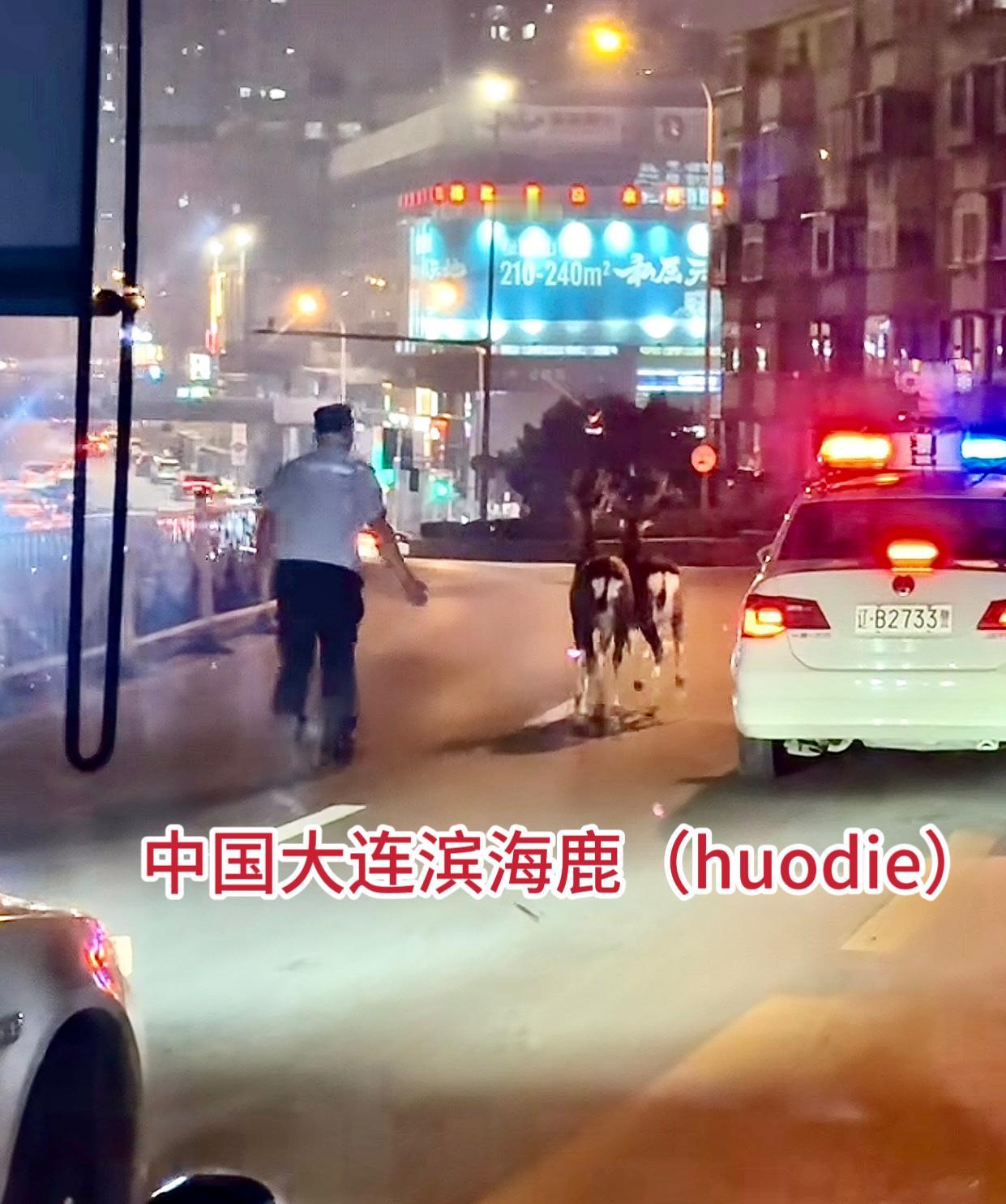 为了看鹿去日本奈良？别闹了，东北大连马路上都是……这里给南方以及东北以北的朋