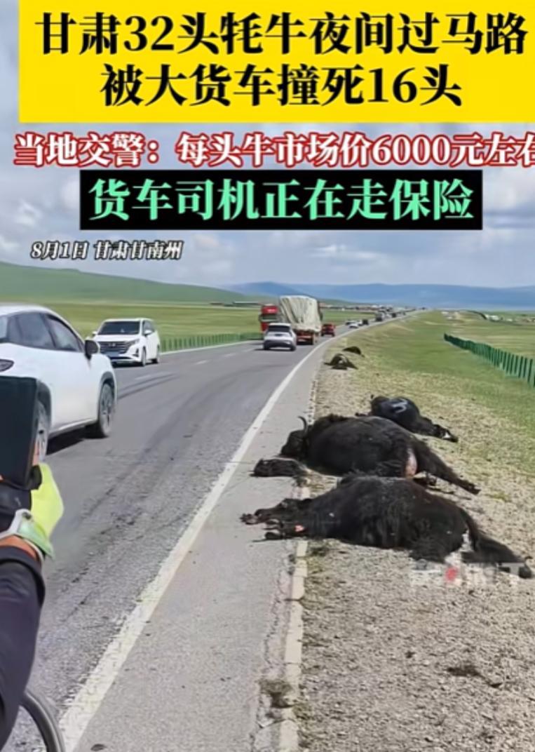 “太悲催了！”甘肃，8月1日男子凌晨开货车上路，突然前方出现一群黑影，他来