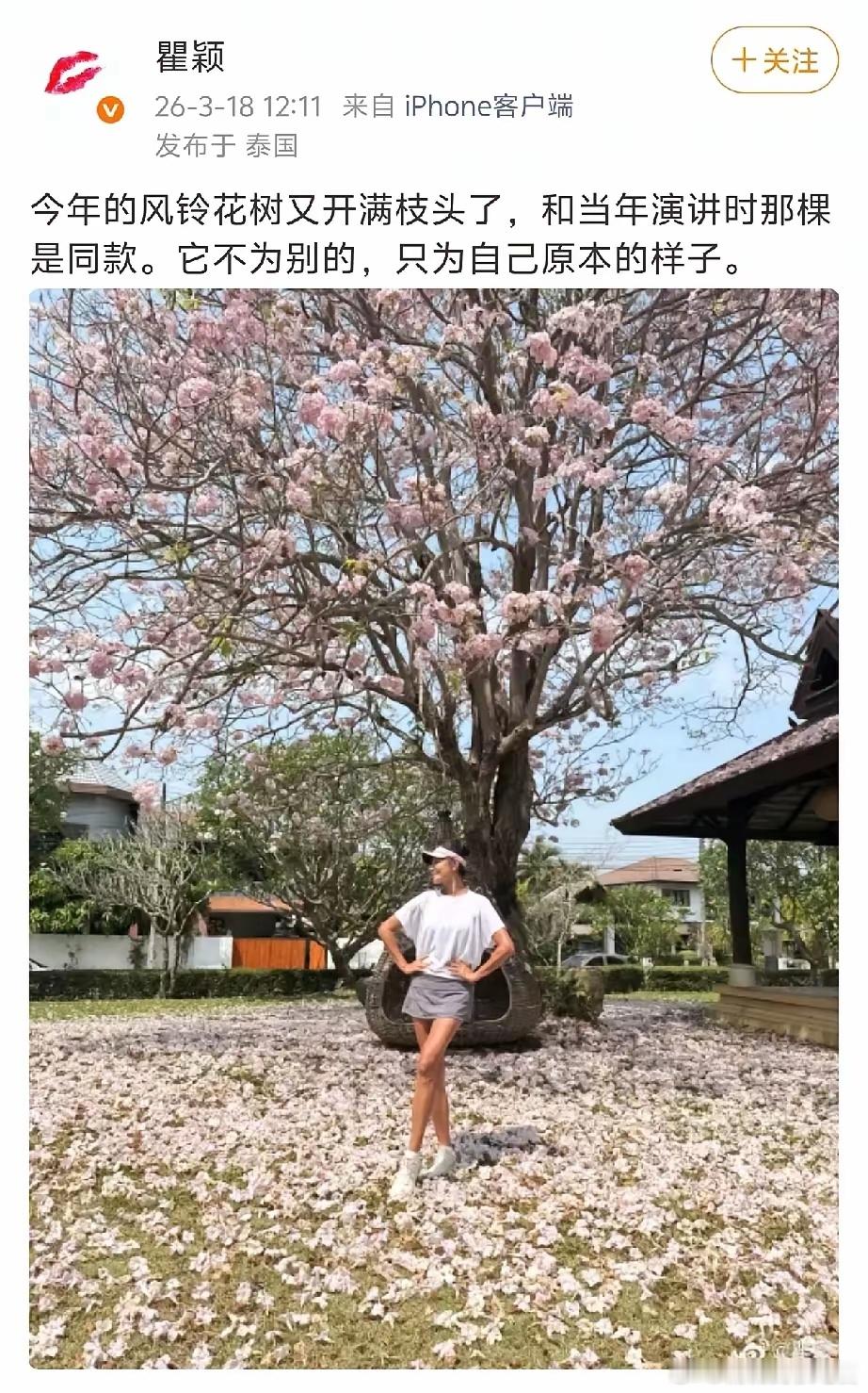 瞿颖前脚发文，胡兵后脚回复。3月18日，瞿颖在泰国发文:“今年的风铃花树又开满枝