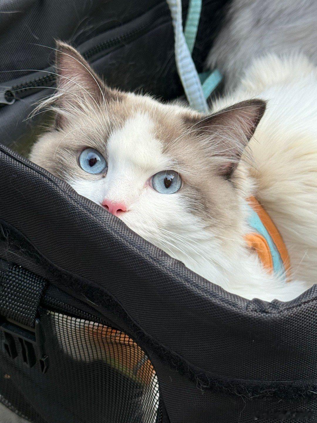 希望我的小猫健健康康❤️猫咪摄影我的日常plog​​​