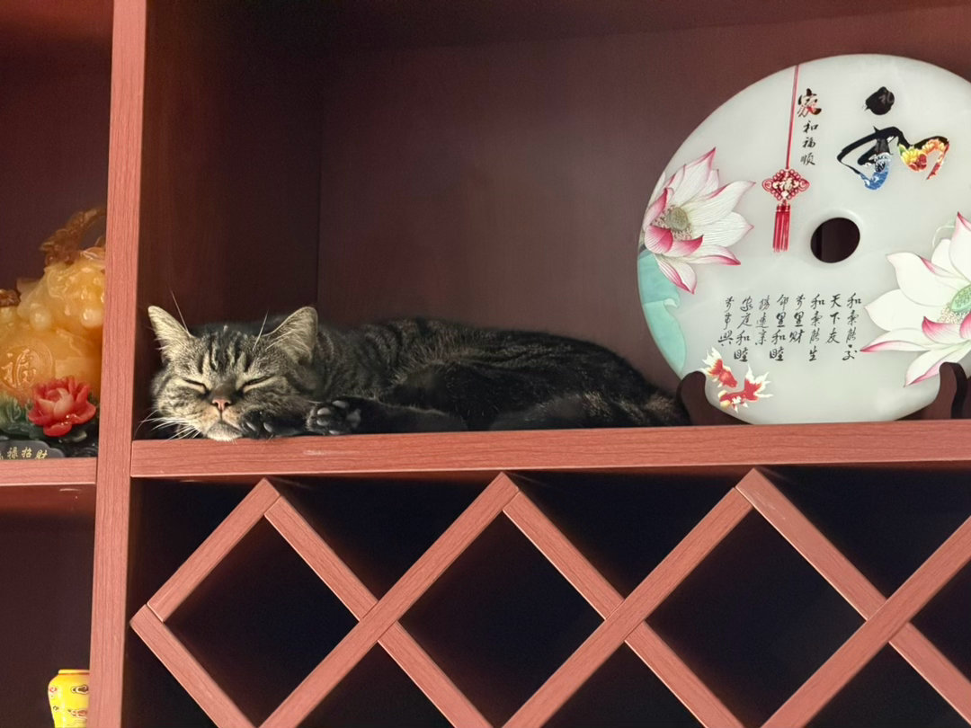 小猫咪睡觉觉