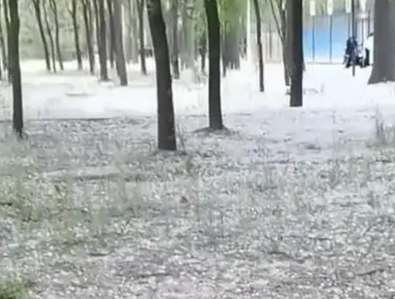 京哈高速杨絮爆发能见度不足一米，其实这段时间北方的不少地区，都在遭受着杨絮的迫害
