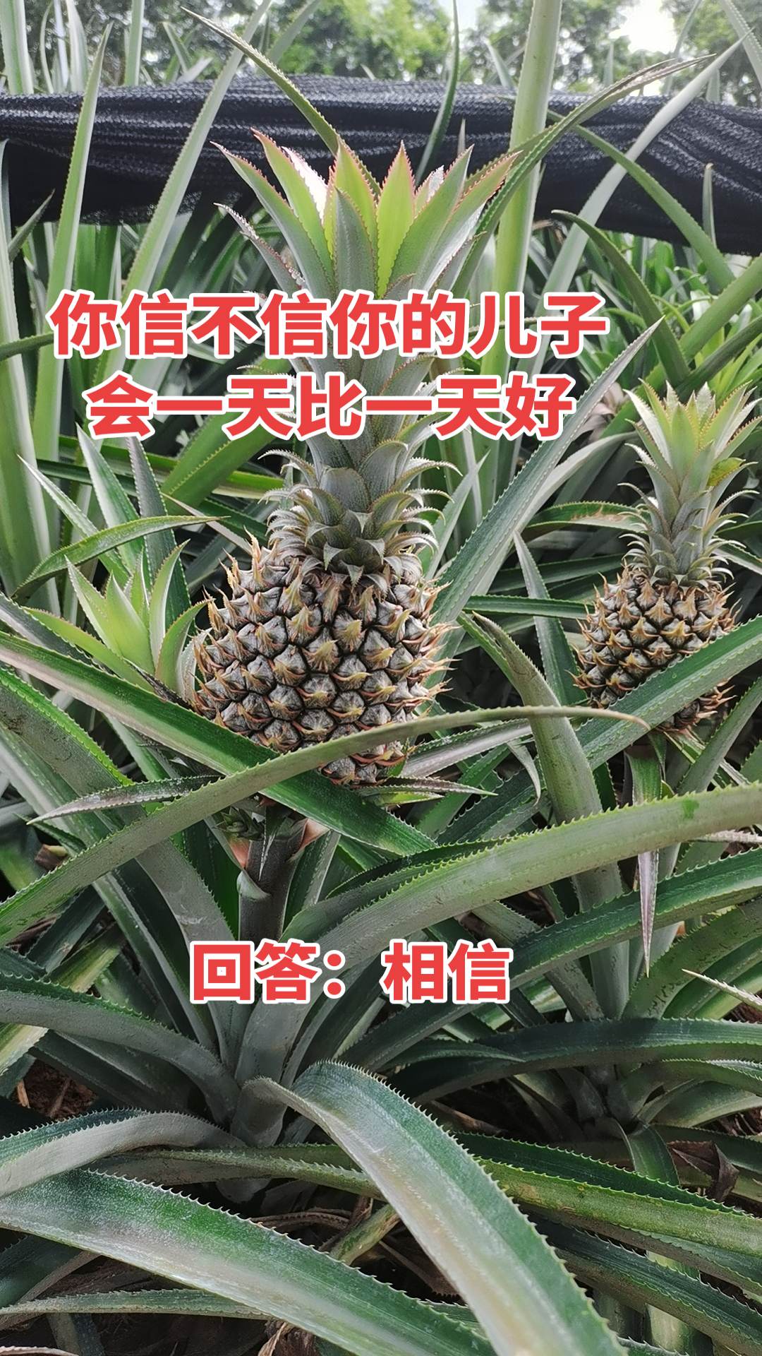 你信不信你的儿子会一天比一天好？自然成熟的菠萝