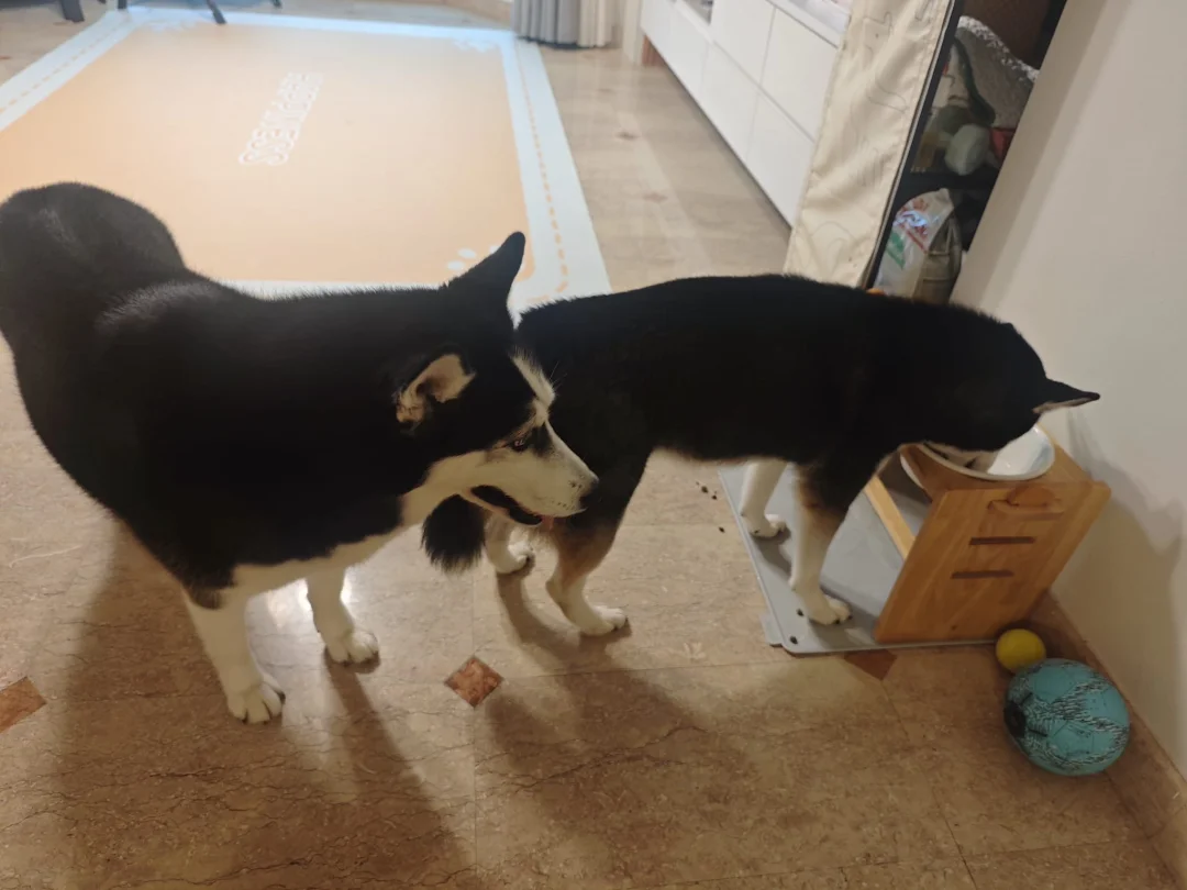 021826 知道吃饭要排队的好狗