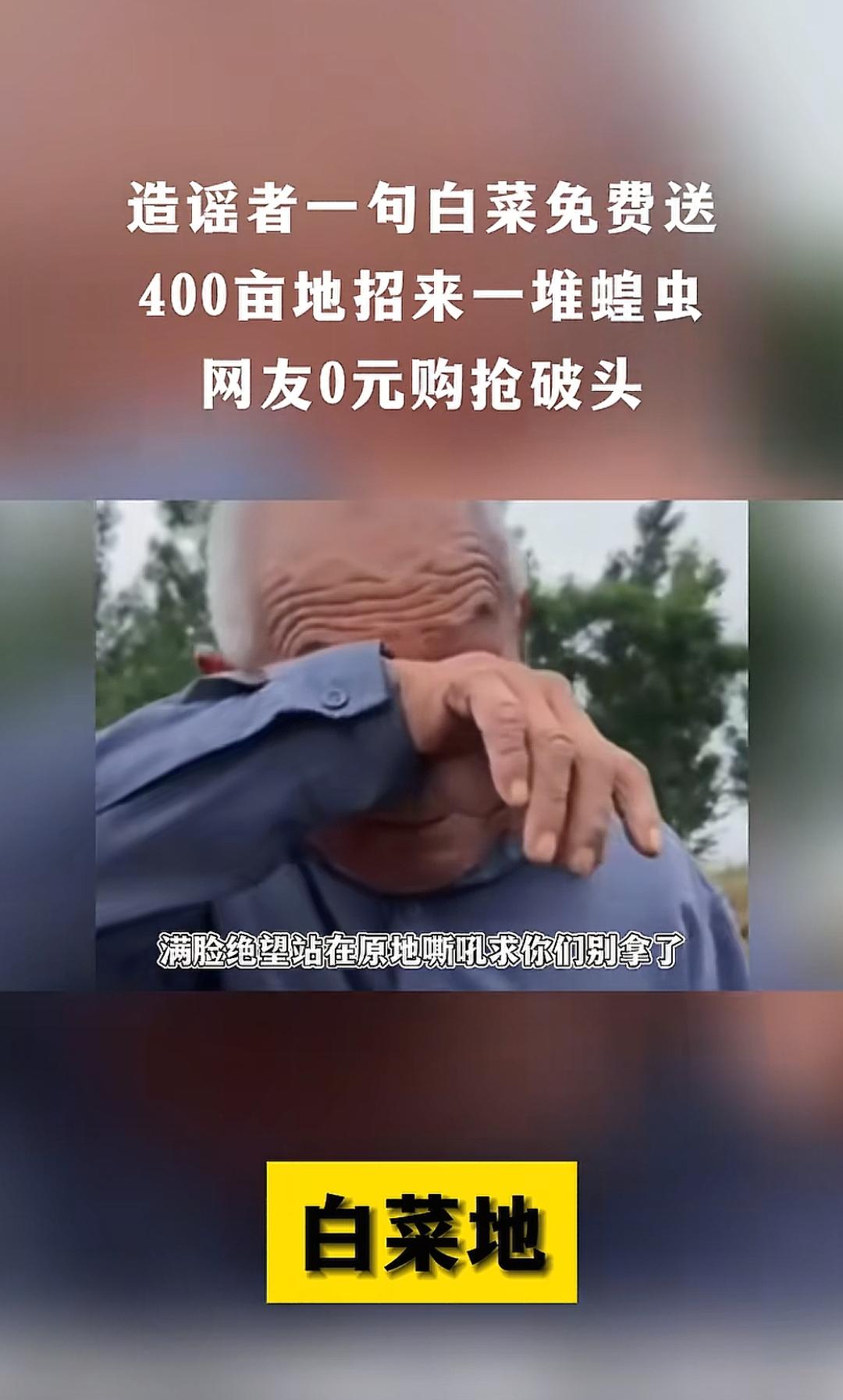 截至2025年11月8日，内蒙古赤峰白菜。此前媒体报道，因“白菜免费”谣言引发哄