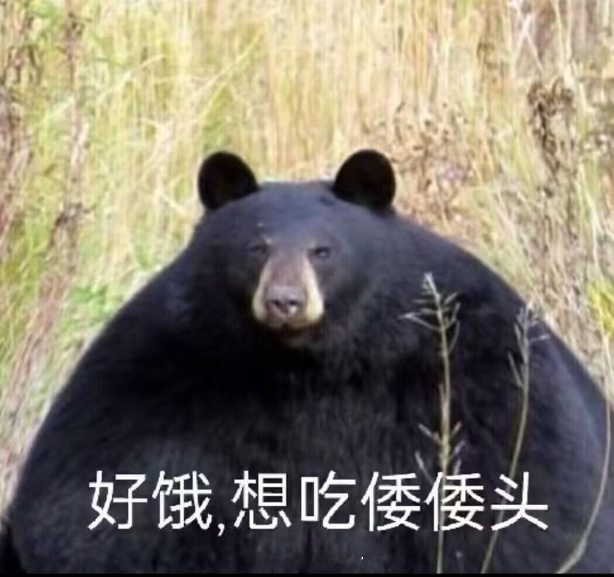 熊猫🐼赶紧回家吧日本现在根本不缺熊🐻