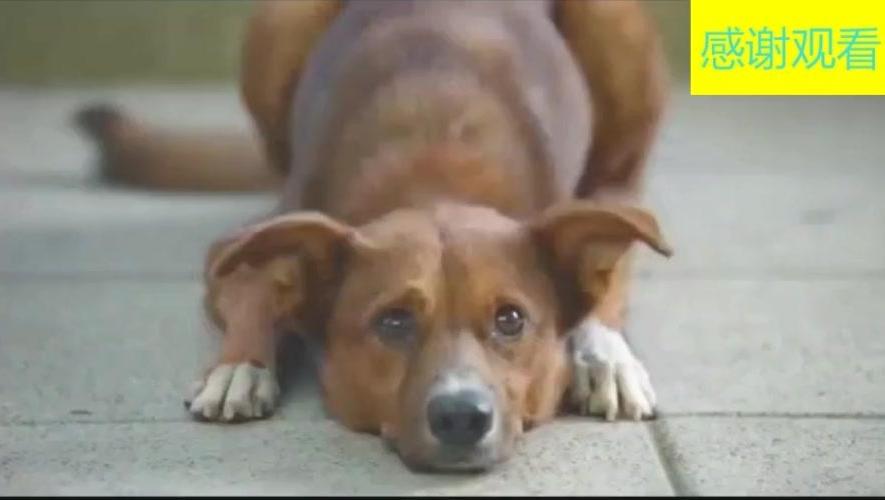 第四届采摘之旅短片【敬老院植树活动策划】3