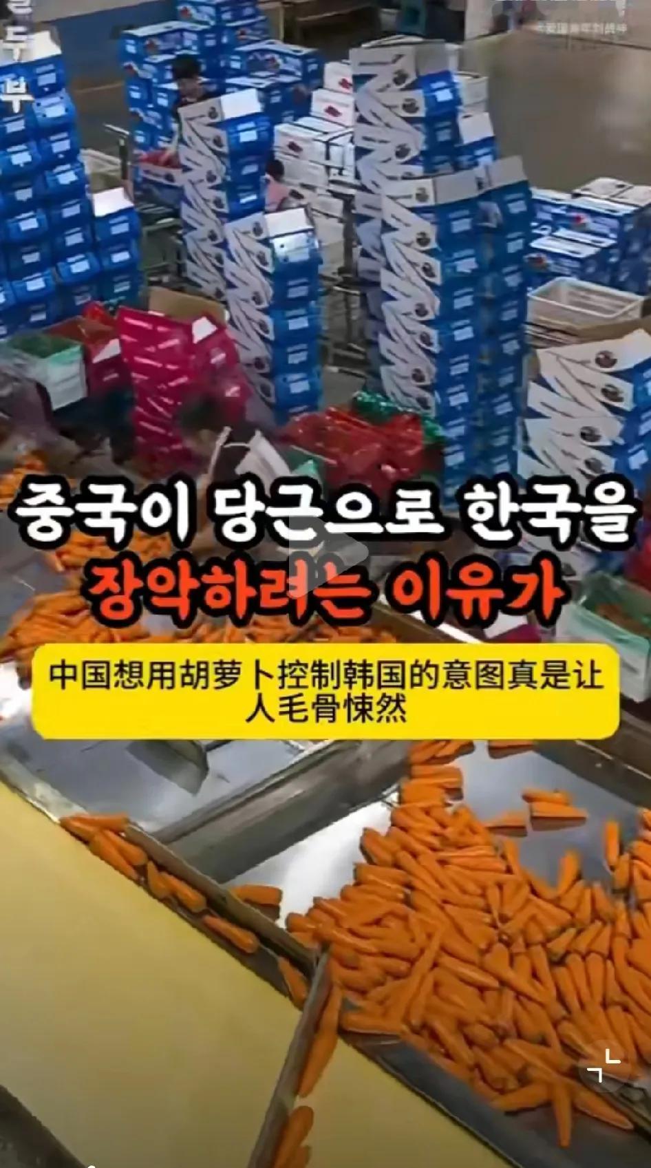 没想到，韩国人又被来自中国的胡萝卜给搞破防了——韩国人称：中国正试图用胡萝卜接管