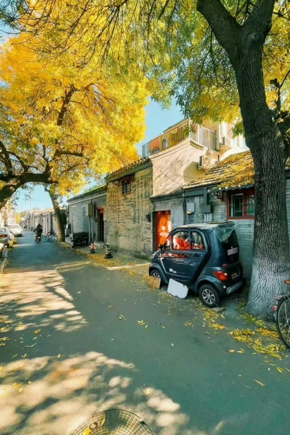 落叶飘到掌心时，突然懂了答案——原来秋天的好看，都藏在这抹会发光的黄里～