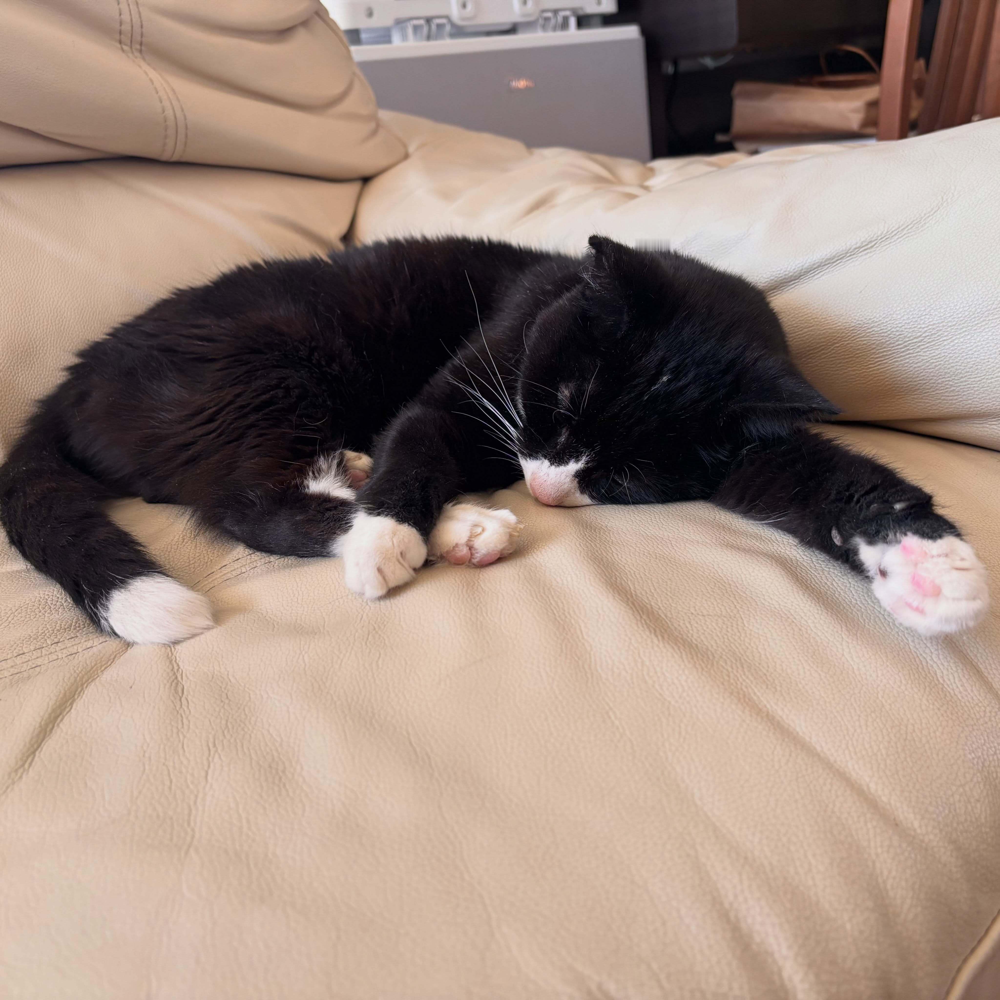 【奶牛猫】原则上猫咪是不能上沙发的[抱抱]​​​