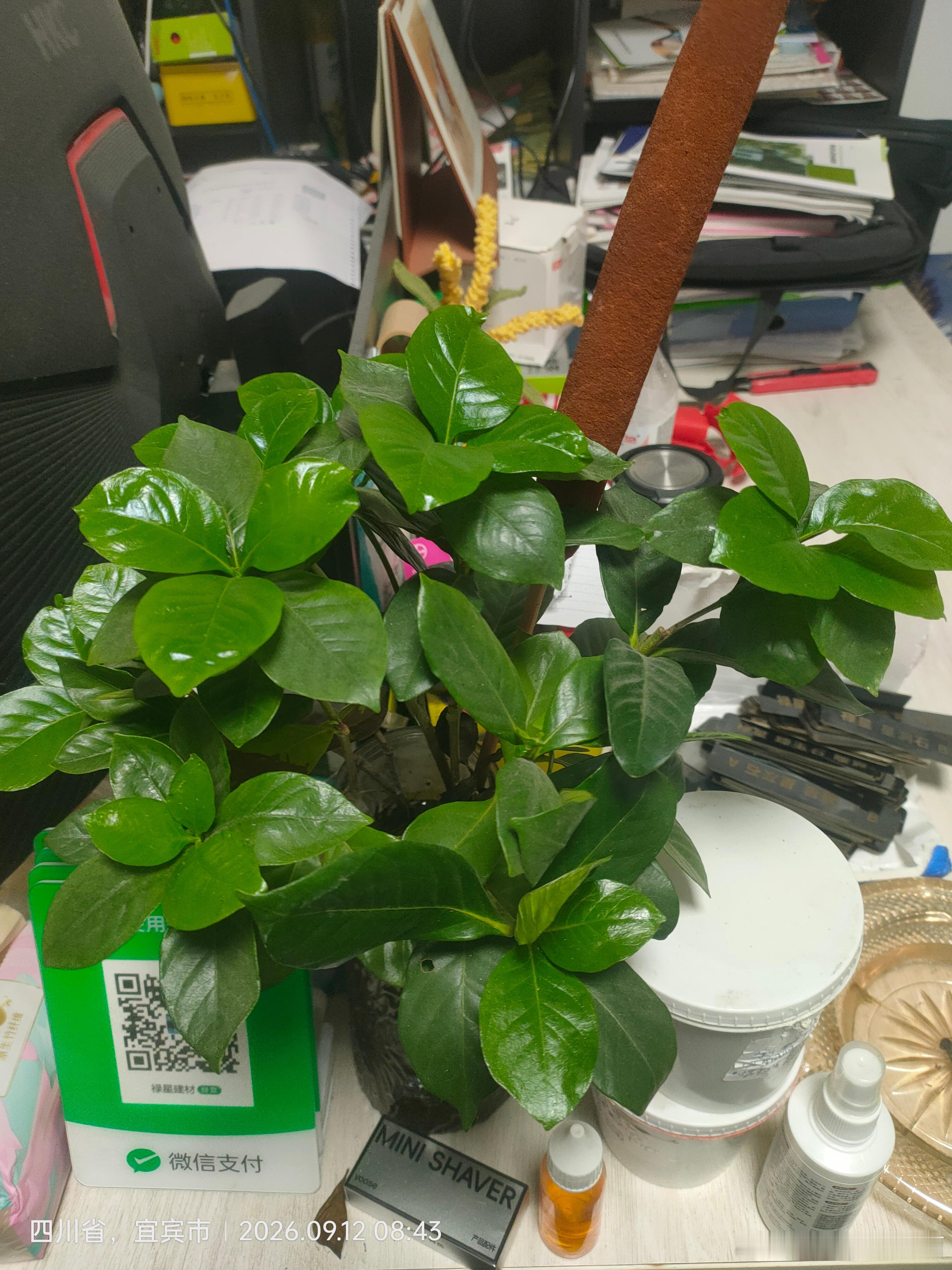 单纯想看看水培的栀子花，虽然未开花。才发现到处乱七八糟的。​​​