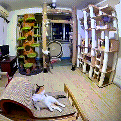 哎呀妈呀瞅瞅俺家这阵势，简直就是猫咪大型游乐场啊！别的小猫一个个跟疯了似的，猫