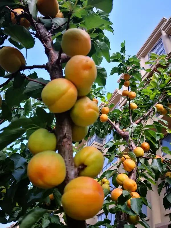 出上：桃花还等去年客，对下：杏子笑迎初孕妇。