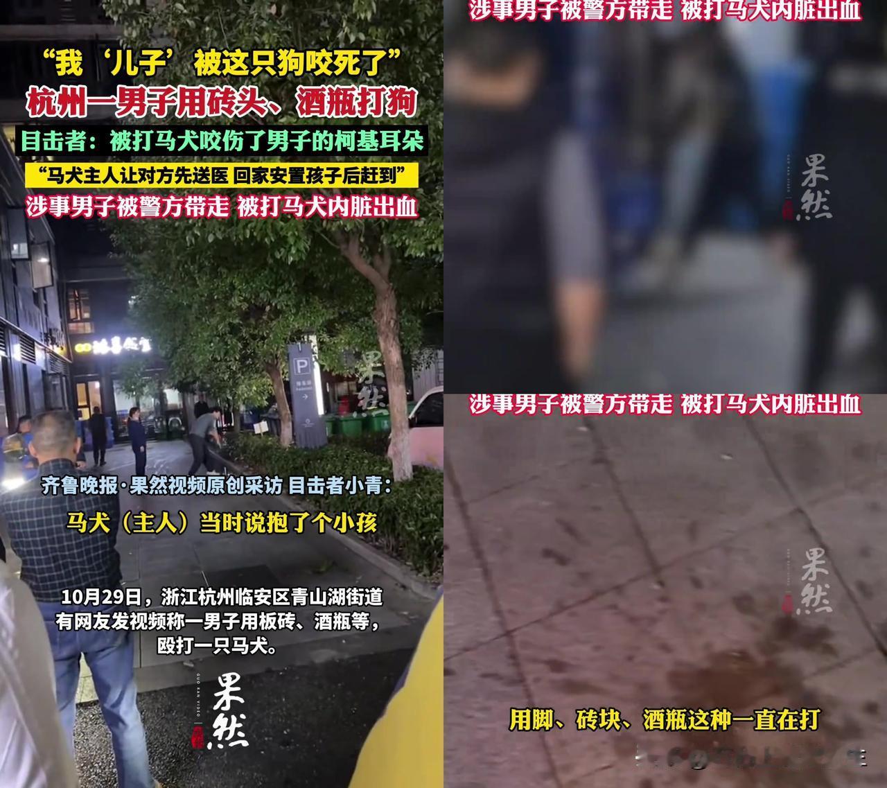 我昨天刷到个视频，眼泪直接掉下来，杭州街头那只马犬，缩在树边抖得像筛子，砖头砸下