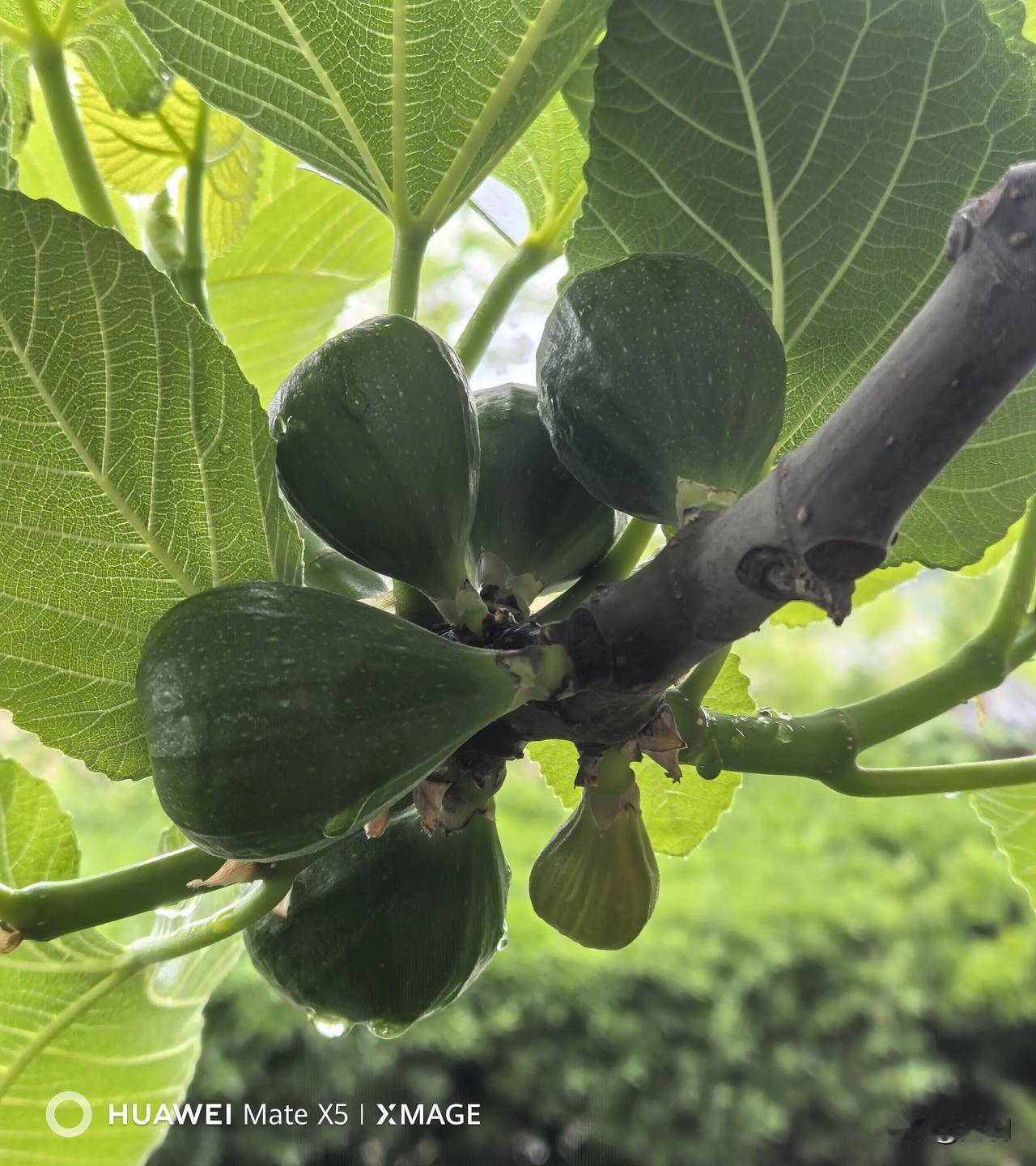小区里的无花果、皂角、杏、桃、柿子、核桃等树木皆已挂果。有雨之夜更显静谧无风
