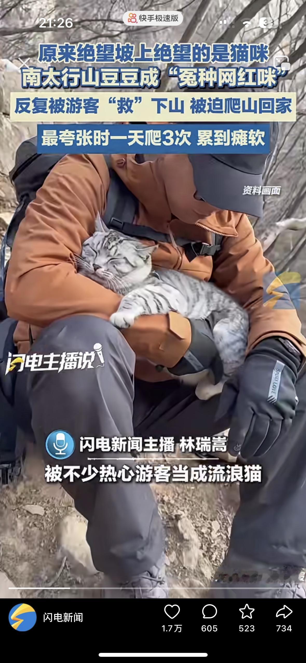 回家的路有多难，豆豆都绝望了笑死我了，太行山上的猫咪豆豆，因为长长在山上独自溜