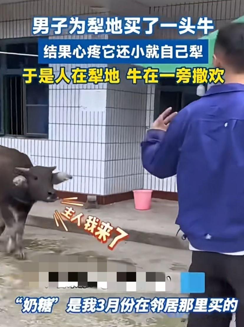 男子买了头牛为耕地，牛买回来，男子看牛还小，于是就自己耕地，牛在一旁撒欢玩！牛：