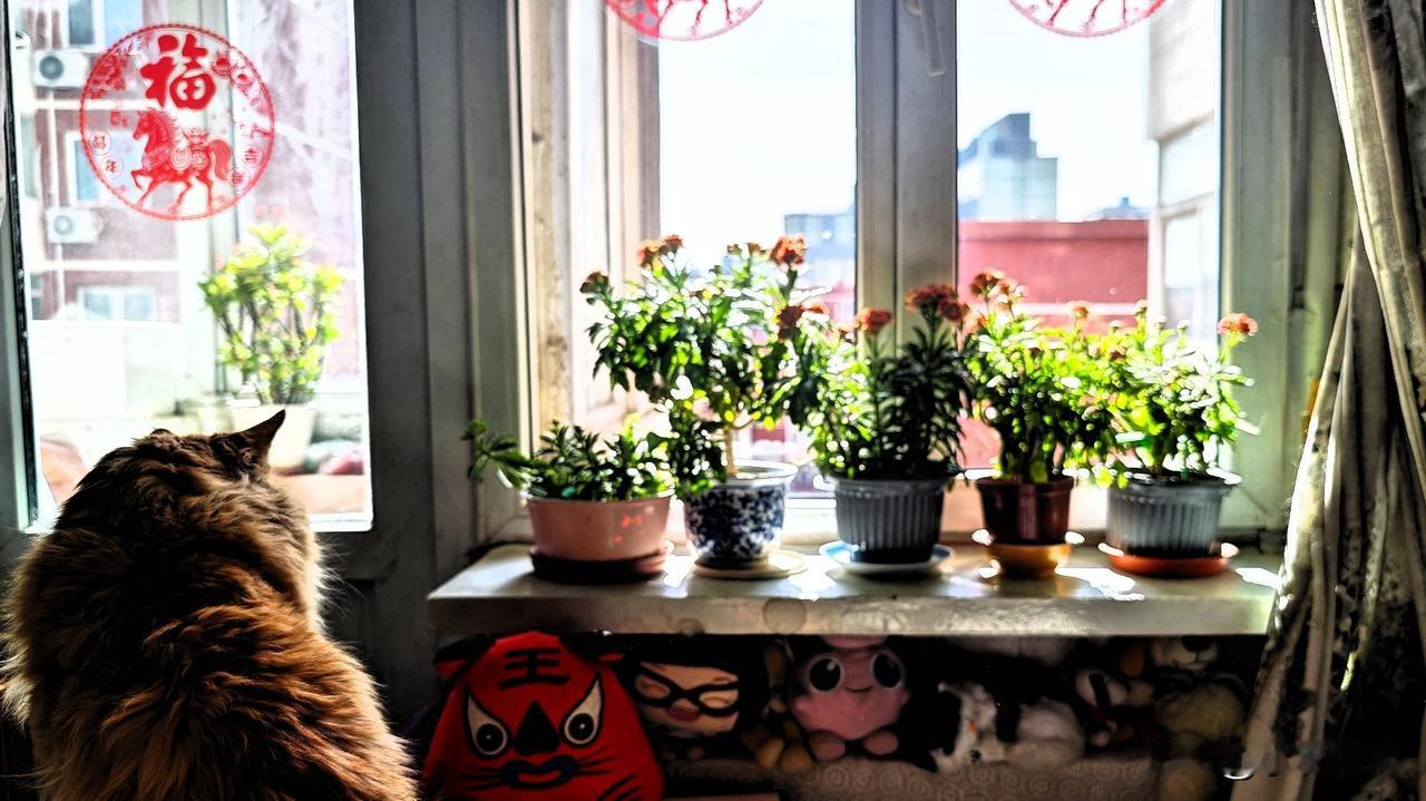 你们养的“长寿花”开花了吗?我养植的长寿花，金狐狸长寿花。春节前就开放了，最近这