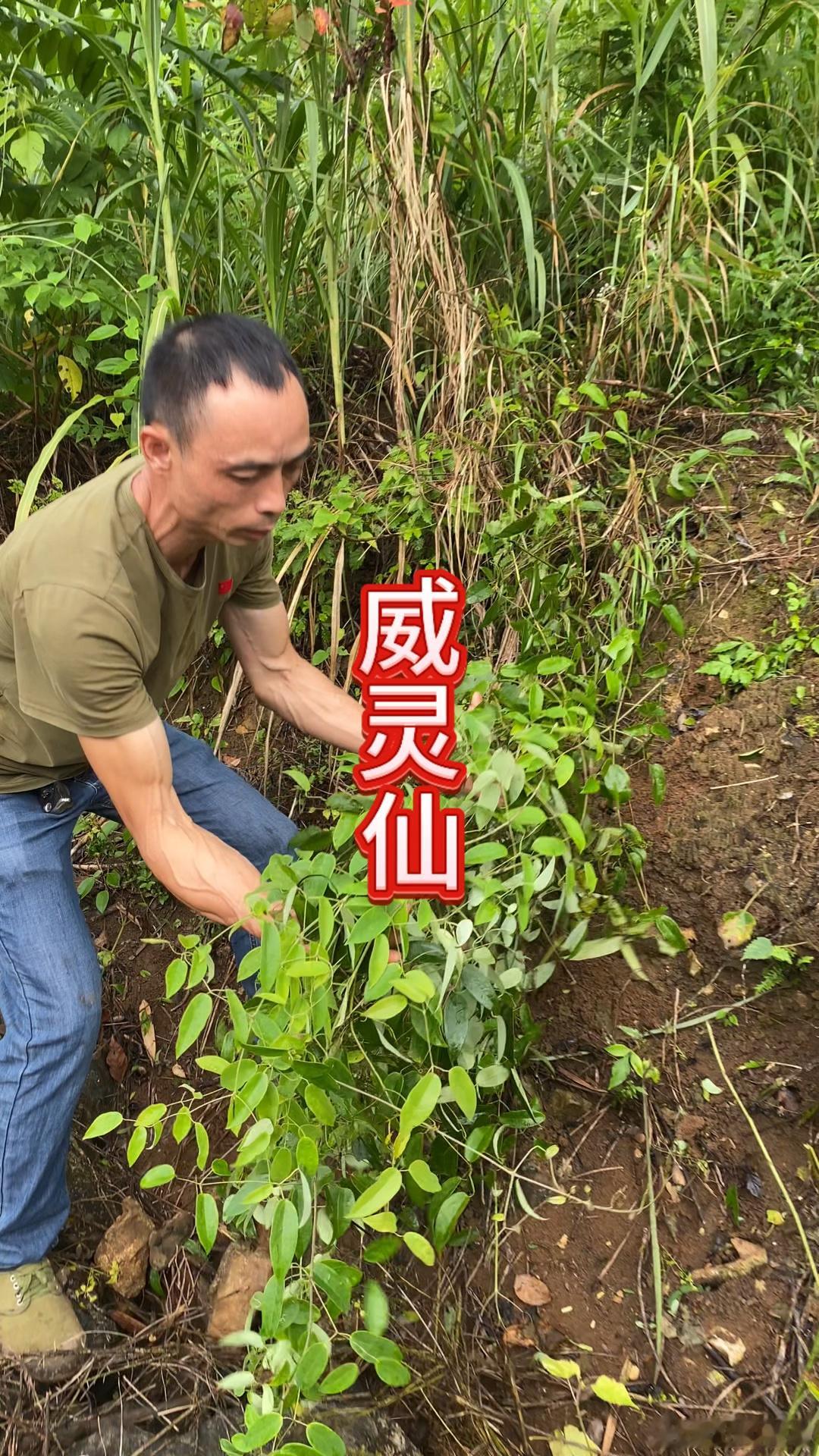 威灵仙：这株“藤上神仙”，专治各种不服！你见过一种草，名字自带仙气，长得却像个“