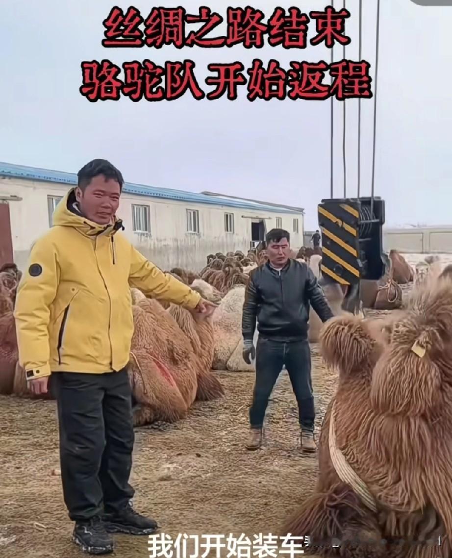 丝绸之路的起点和诞生地，双双被东天山驼队见证。骆驼已经在洛阳启程返回巴里坤，