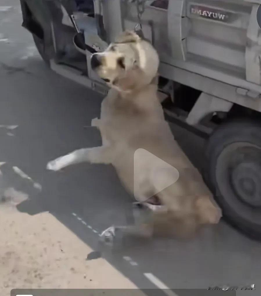 很狠心的主人把一只跟随他多年的拉布拉多犬，拴在大货车的侧面，狗狗已经没力气跑了，