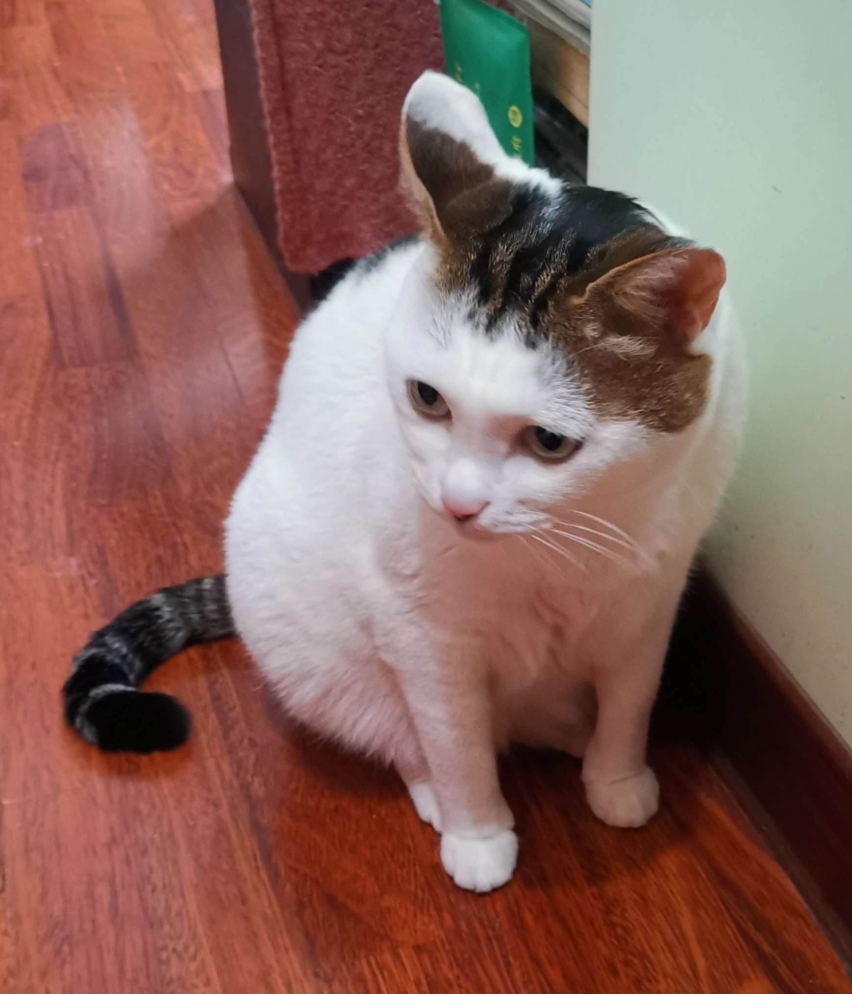 猫宁。今日多帅强弟。因事忙，一日二猫也躭搁了几天，先上今天的洋猫中猫。
