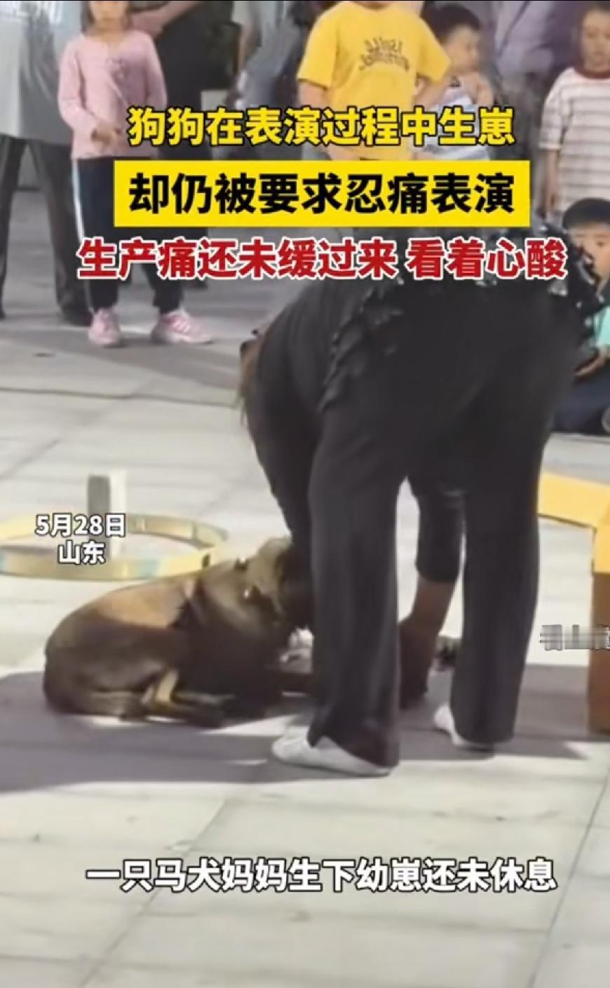 这个马戏团的所作所为惹了怒！狗狗表演途中当场生崽，强忍剧痛被迫继续演出！5月28