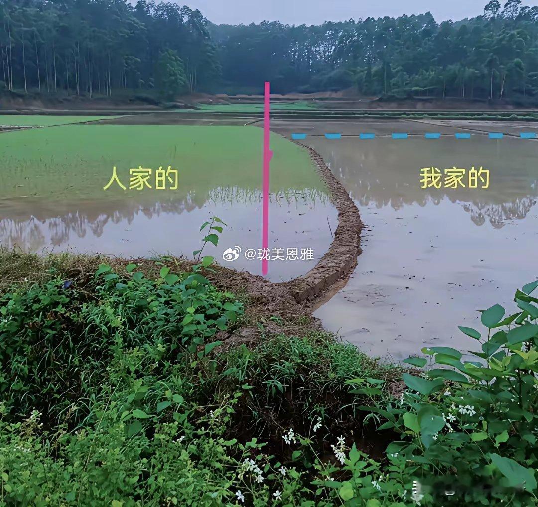 年复一年，日复一日多占的这点面积，收的稻谷能卖多少钱？