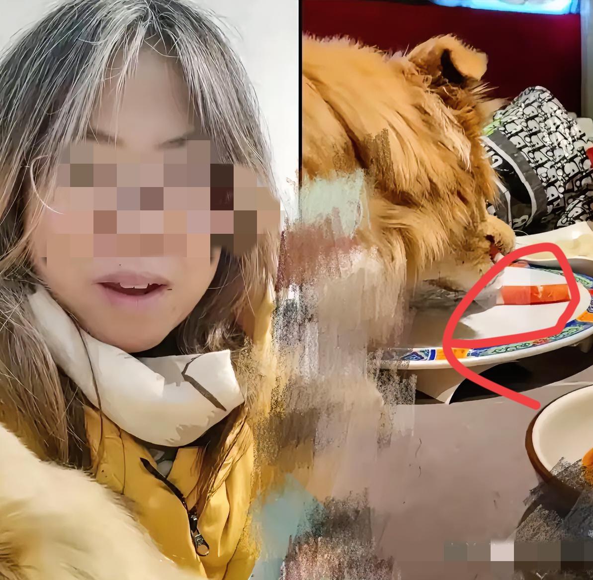 这下出名了纵容狗上桌舔盘子，还发视频炫耀，夸自己家的狗，“太棒了”​你把狗