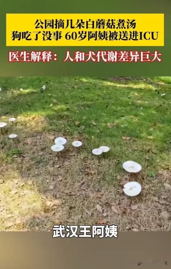 “万万没想到！”6月22日报道，湖北武汉，一阿姨见公园蘑菇长势良好，便采回去煮汤