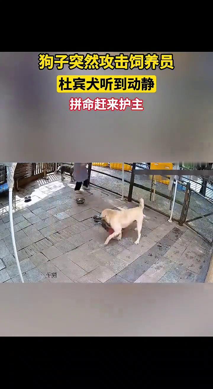 拼命赶来护主，狗子突然攻击饲养员。杜宾犬听到动静，拼命赶来护主，狗子突然攻击饲