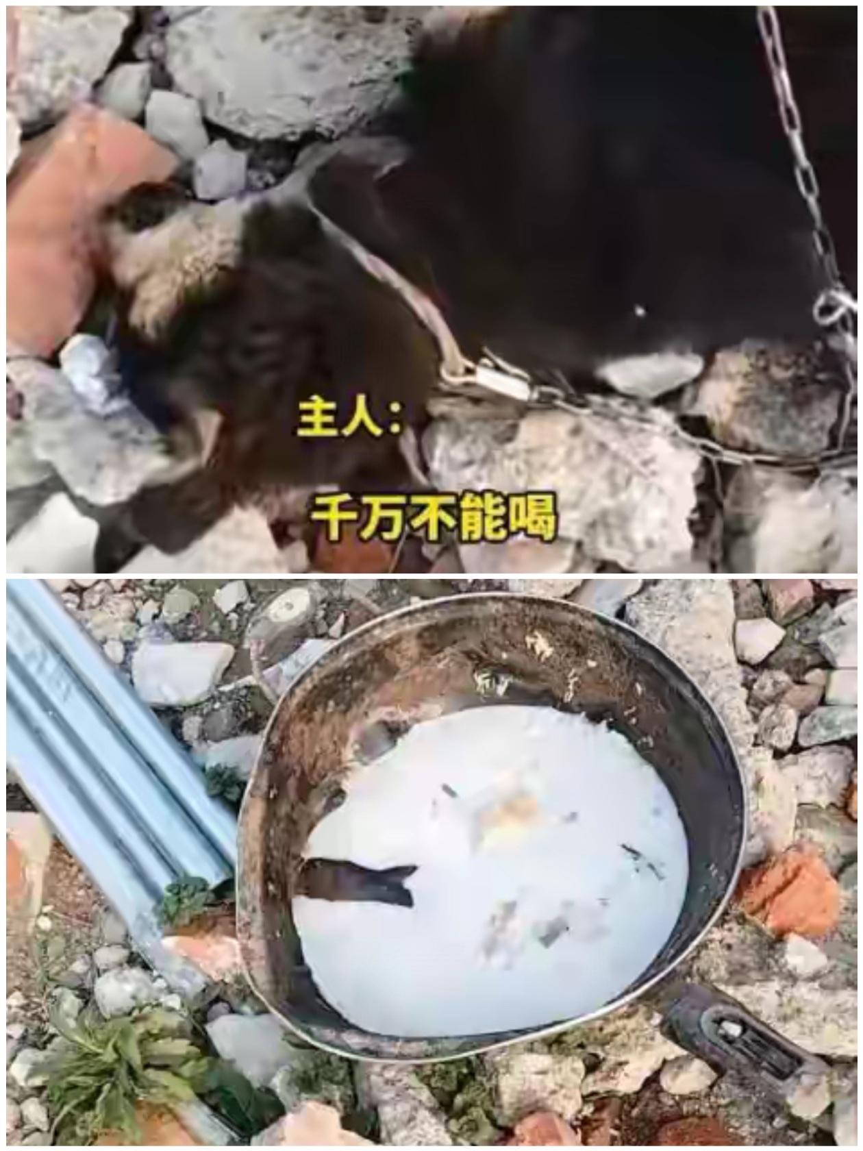 安徽周女士家有一条土狗，过年的时候亲戚送来了一些过期的牛奶没有喝完，她舍不得丢掉