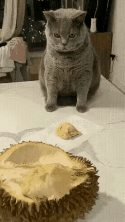 主人拉的屎为什么要让我埋，还不给土。