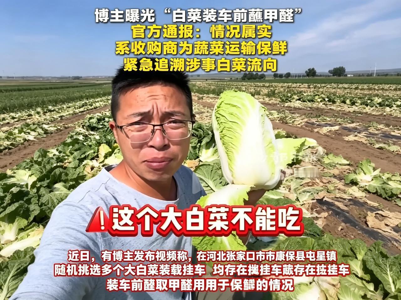 张家口大白菜被牵连的无辜受害人出现了！都不用说，这场风波伤害最大的是种植户了
