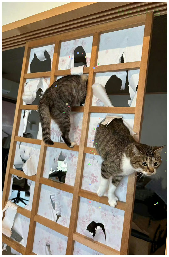 猫：我就是来当这个家的天花板