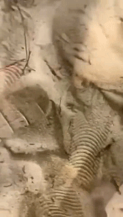 这不是梦里常有的场景嘛