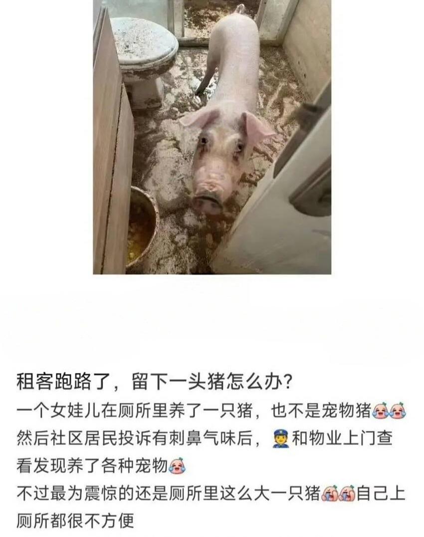 租客的意思是房租付不起了，猪抵给你了
