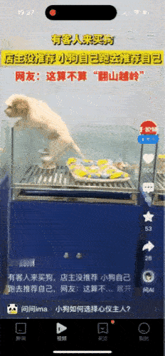 “认定你了”，近日，某宠物店里，有人来买小狗，店主正在向顾客推荐时，从最里面的一