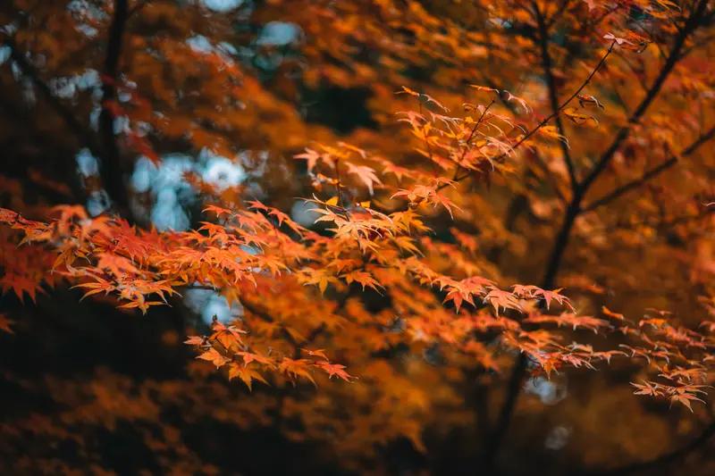 秋景树叶的美简直绝了！之前午后我在码头潭公园沿着小溪缓行，那景色就像画一样。深秋