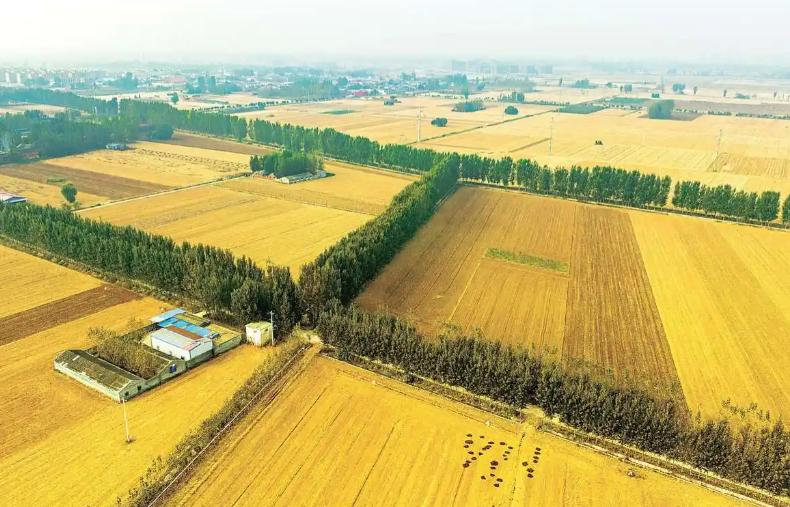 三只“灰犀牛”袭来，全球要爆发粮食危机？【网易新闻】粮食危机是指因粮食供应严