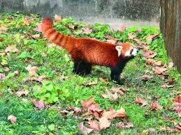 算是两岸突破吧今天，上海送台北两只小熊猫换来两只白手长臂猿这是两岸关系为数