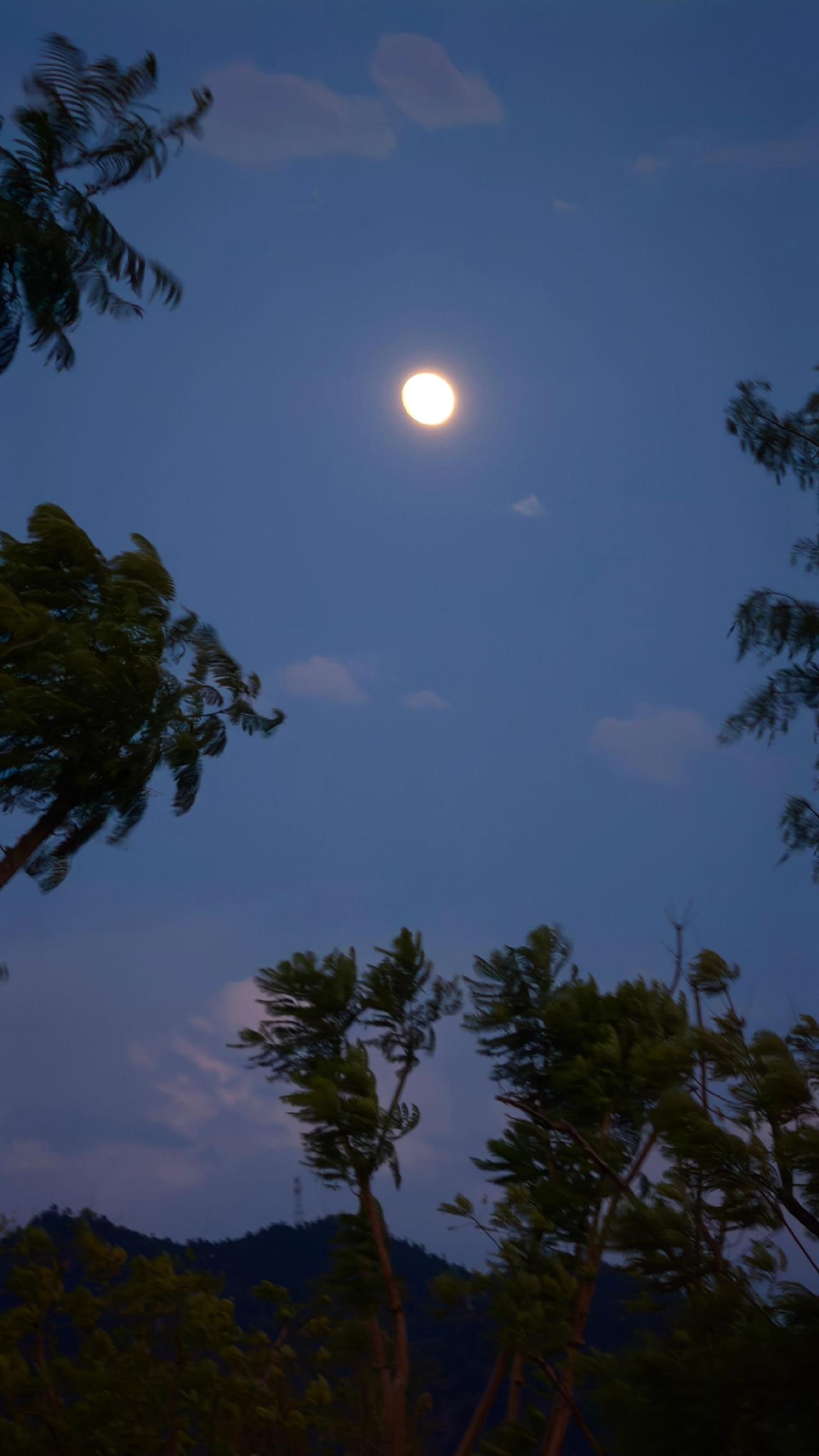 夏天与云用镜头捕捉夏日荷花夏日荷塘映秀色蓝天白云治愈系风景大自然是无字书