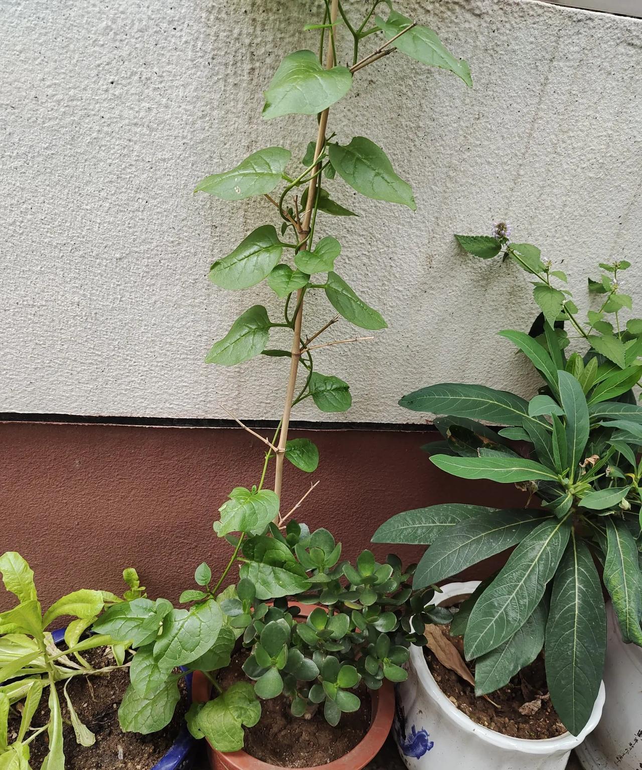 花盆里不知啥时候自己长出来一棵豆腐菜，长在那盆玻璃翠旁边，发现它的时候它还是个菜
