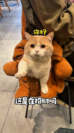 这小胖橘猫实在招人稀罕，瞅见主人拿着奶瓶过来，老远就抬着小爪子不停扒拉讨要。主人