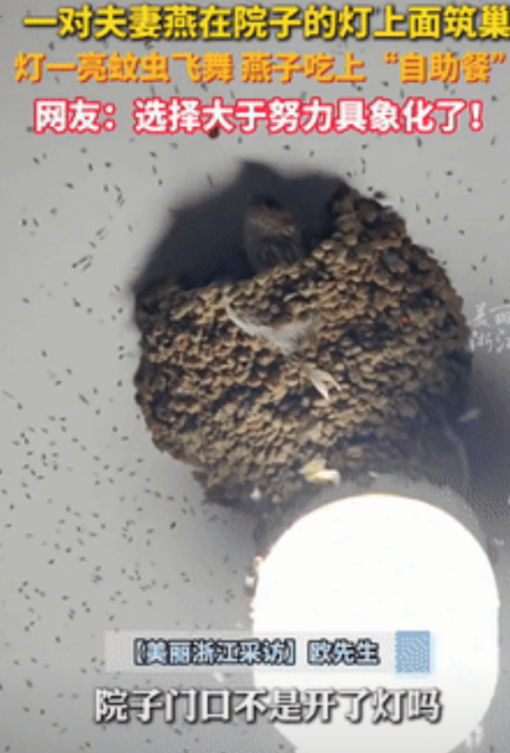 “选择大于努力！”安徽，一对夫妻燕在院灯上筑巢，只要屋主一开灯，就能一秒实现蚊子