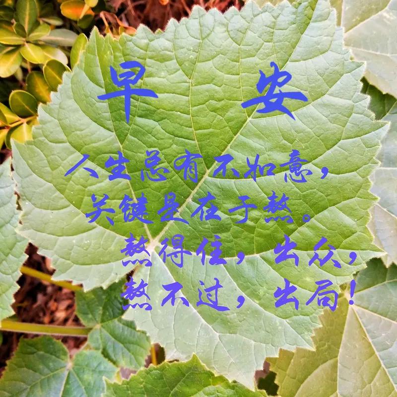 分享几条超棒的早安心语。“愿每一个清晨，都有阳光温暖你的心”，新的一天，心怀美好