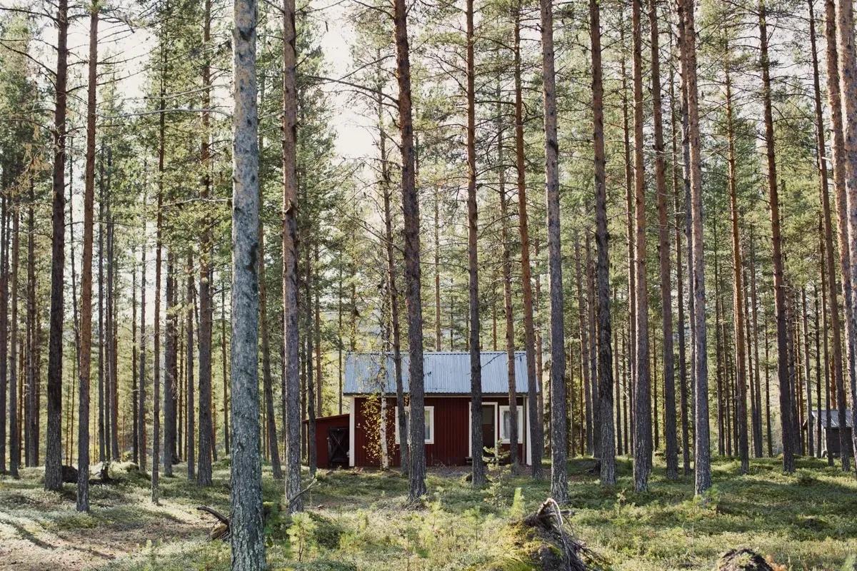 🇸🇪瑞典的气候战争：砍伐树木还是削减开支？瑞典的森林刚刚变成了战场——争