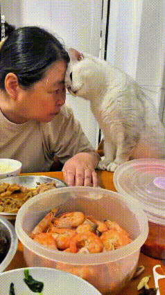 俺家这婆婆养的白猫，那叫一个懂事儿又会撒娇！吃饭的时候，猫直接蹿上桌，挨着婆婆脑