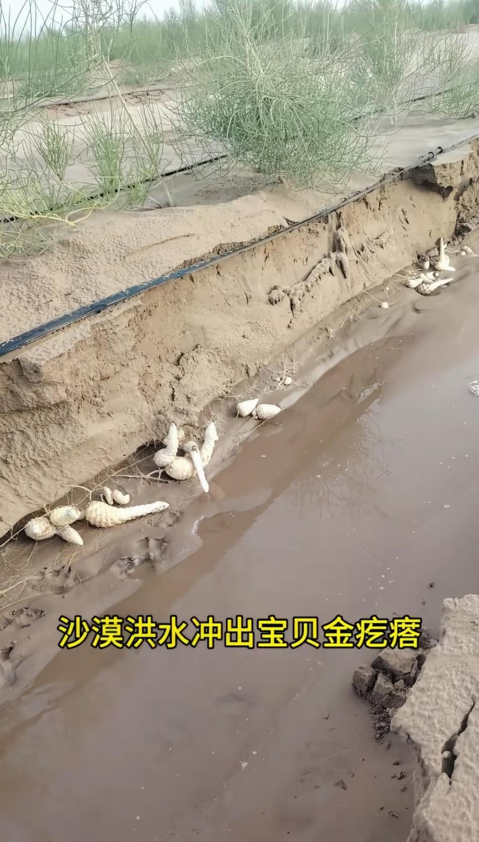 磴口县乌兰布和沙漠洪水冲出的“金疙瘩。”你们有谁知道沙漠洪水冲出来的这是什么东西